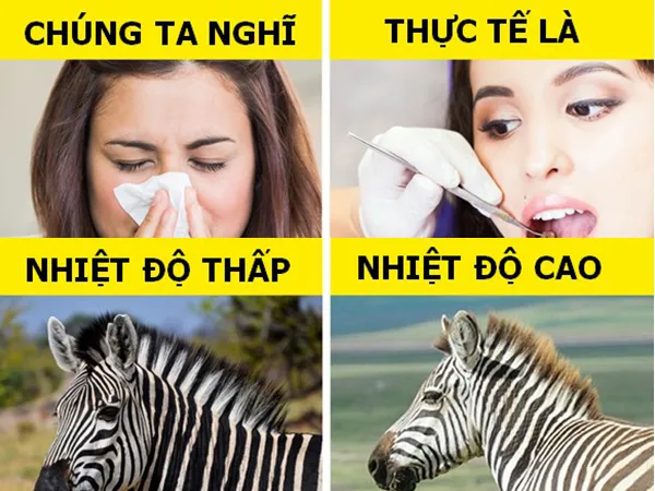 Những kiến thức khoa học sai lệch mà chúng ta đều tin là đúng
