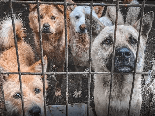 Netizen Hàn kêu gọi cộng đồng tham gia cuộc chiến chống nạn buôn bán thịt chó 