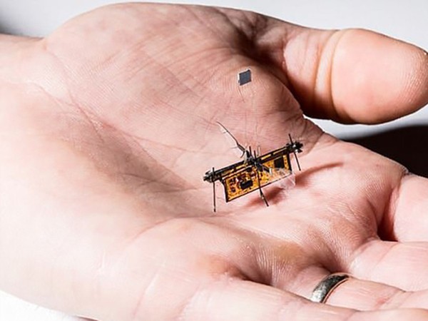Lộ diện loài robot siêu nhỏ chỉ nhẹ… que tăm, có thể bay được