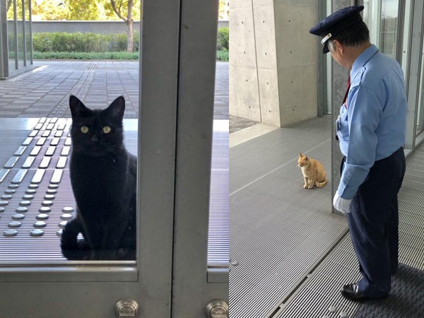 Hai chú mèo kiên trì “đột nhập” vào viện bảo tàng trong 2 năm nhưng bất thành