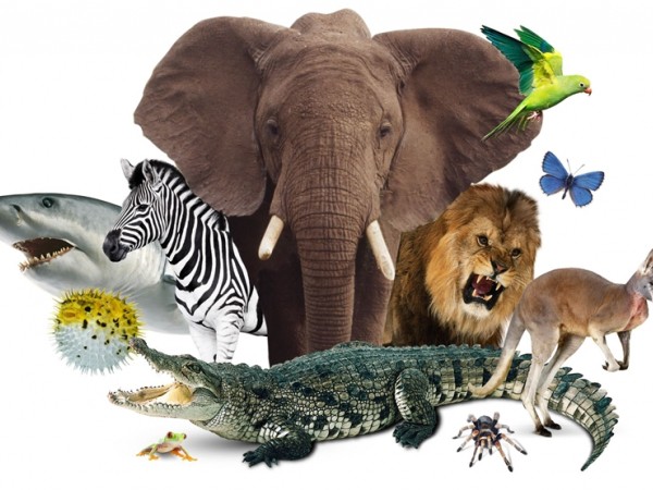 Những điều chúng ta cứ tưởng “biết thừa” về thế giới động vật, hóa ra… biết sai mới sợ chứ!
