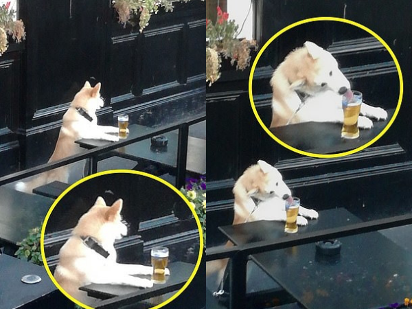 Uống trộm bia "đỉnh cao" như chú cún Shiba: Liếc ngang liếc dọc mãi mới chịu hành động