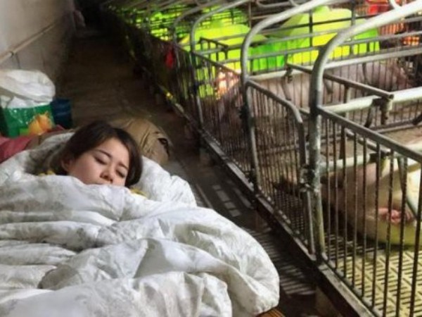 Công việc nhẹ lương cao: Kiếm 3 tỷ đồng/ năm nhờ ngủ cùng lợn suốt 3 tháng mùa Đông
