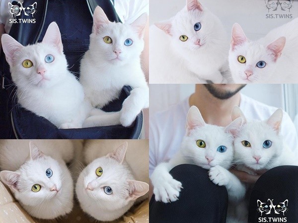 Mèo song sinh 2 màu mắt làm cư dân mạng bấn loạn