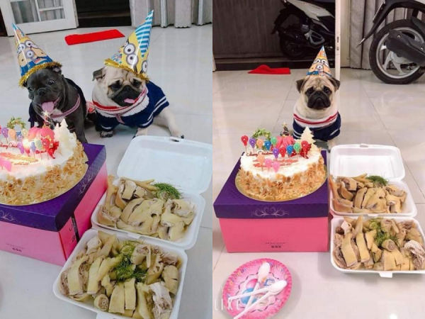 Chàng trai mua bánh kem, thịt gà để tổ chức sinh nhật cho cún cưng gây tranh cãi