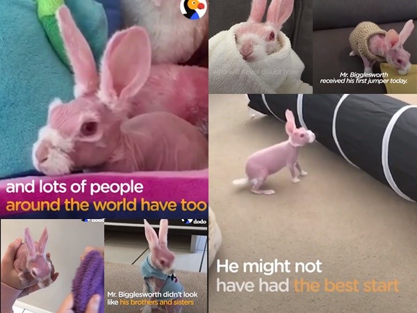 Phát sốt với chú thỏ không lông siêu "cute" nhất thế giới