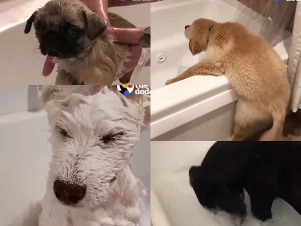 Những phút giây relax của "đại boss" trong... bồn tắm