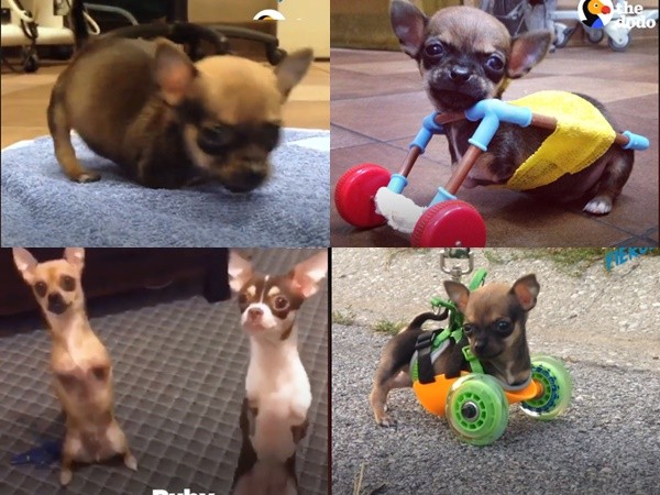 Đáng yêu hết nấc: Cặp đôi Chihuahua chỉ có 2 chân