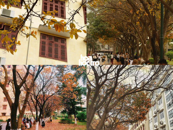 "Con đường tình yêu" tại Hà Nội đẹp tựa xứ Hàn giữa mùa lá rụng khiến giới trẻ mê mẩn