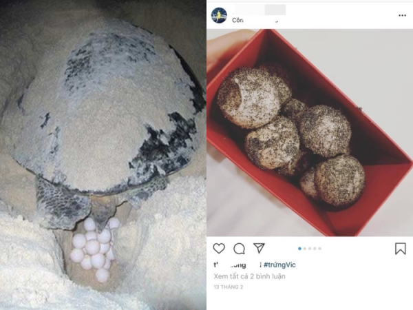 Luộc trứng rùa biển quý hiếm ăn còn "khoe" lên MXH, cô gái có nguy cơ bị phạt 50 triệu đồng?