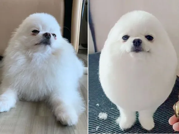 PomPom dễ thương - chú chó hình quả trứng khiến dân mạng phát cuồng