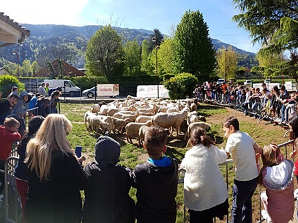15 chú cừu ở Pháp được đến trường tiểu học làm... học sinh