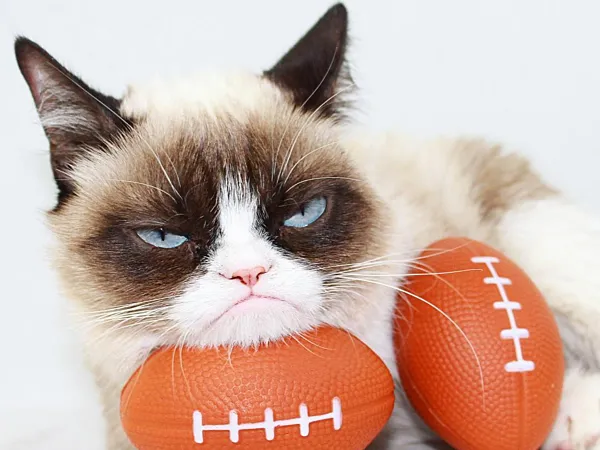 Mèo Grumpy nổi tiếng thế giới ra đi