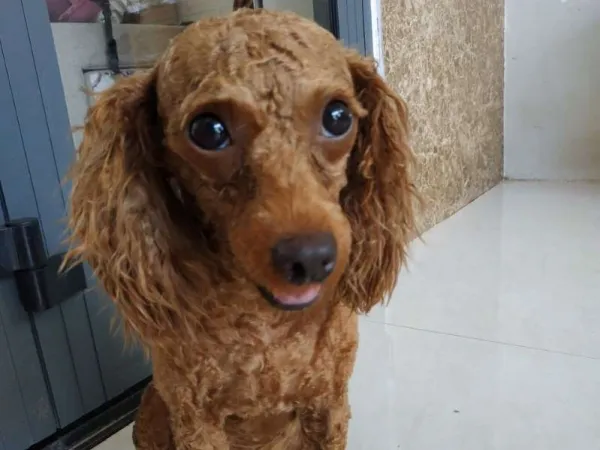 Để thể hiện tình cảm, người đàn ông đi trộm chó cảnh tặng người yêu