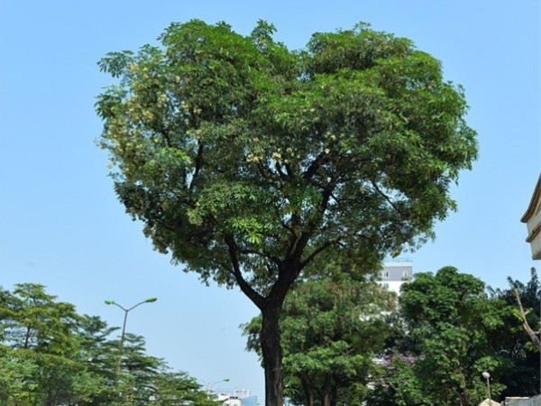 Bức ảnh cây hoa sữa hình trái tim trên phố Hà Nội khiến dân mạng thích thú, nhấn like "rần rần"