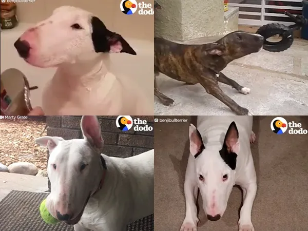 Bull Terrier - Giống chó mang khuôn mặt của... bò