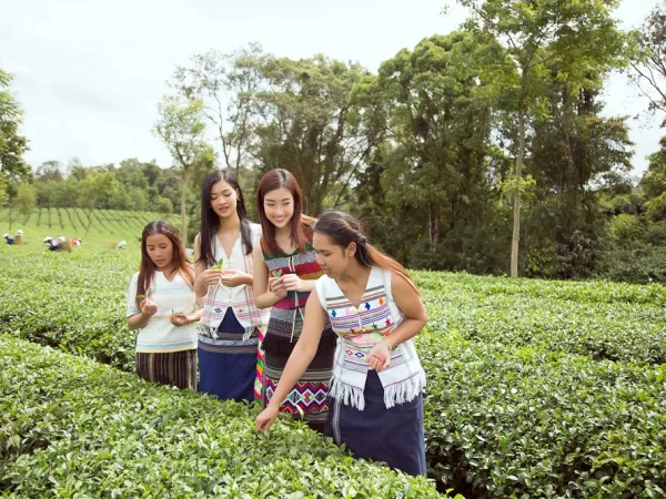 Kiều Loan và Đỗ Mỹ Linh lần đầu đeo gùi, trèo đồi cùng nhau trải nghiệm hái trà