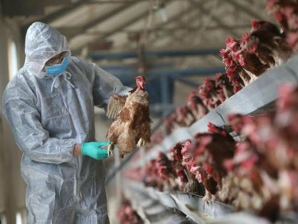 Cúm gà H5N1 bùng phát tại Hồ Nam giữa đại dịch corona