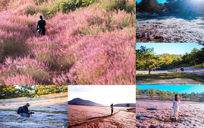 Đà Lạt bước vào mùa cỏ hồng đẹp nhất năm, đi đâu để có những bức hình "ảo diệu"?